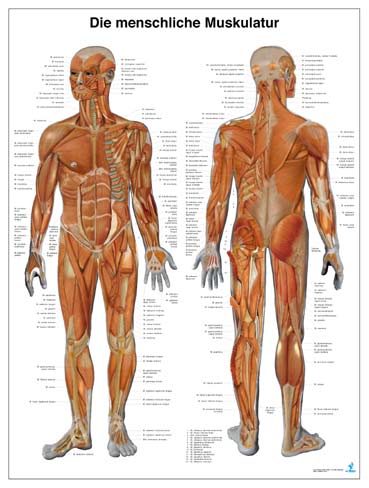 Illustration muscle  map